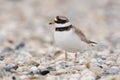 Common ringed plover Royalty Free Stock Photo