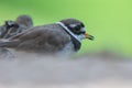 A common ringed plover or ringed plover Charadrius hiaticula close up a wading bird in the summer at Wasit Wetlands in the