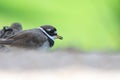 A common ringed plover or ringed plover Charadrius hiaticula close up a wading bird in the summer at Wasit Wetlands in the