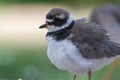 A common ringed plover or ringed plover Charadrius hiaticula close up a wading bird in the summer at Wasit Wetlands in the