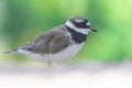 A common ringed plover or ringed plover Charadrius hiaticula close up a wading bird in the summer at Wasit Wetlands in the