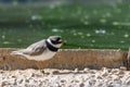 A common ringed plover or ringed plover Charadrius hiaticula close up a wading bird in the summer at Wasit Wetlands in the