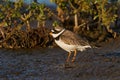 Common ringed plover Charadrius hiaticula Royalty Free Stock Photo