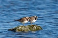 Common ringed plover Charadrius hiaticula