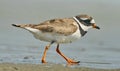 Common ringed plover Charadrius hiaticula