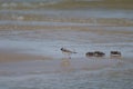 Common ringed plover Charadrius hiaticula and fiddler crabs Afruca tangeri.