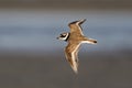 Common ringed plover Charadrius hiaticula