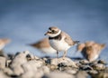 Common ringed plover or ringed plover (Charadrius hiaticula) is a small plover of the Charadriidae family. Royalty Free Stock Photo