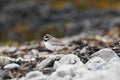 Common Ringed Plover (Charadrius hiaticula), The Sound of Islay, Isle of Jura, Scotland