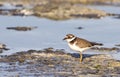 Common Ringed Plover