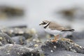 Common Ringed plover (Charadrius hiaticula)