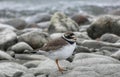 Common ringed plover Royalty Free Stock Photo