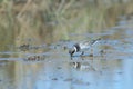 Common ringed plover feeding in a lagoon.