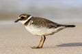 Common ringed plover, juvenile