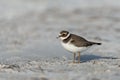 Common ringed plover