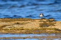 Common ringed plover or ringed plover