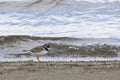 Common ringed plover on sandy river bank Royalty Free Stock Photo
