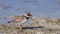 Common Ringed Plover on Shore Royalty Free Stock Photo