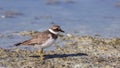Common Ringed Plover on Shore