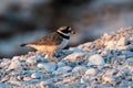 Common Ringed Plower on a shore at Stora Karlso