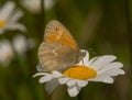 Common Ringlet