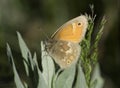 Common Ringlet Butterfly Royalty Free Stock Photo
