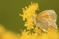 Common ringlet butterfly on goldenrod flowers in Sunapee, New Ha