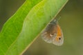Common Ringlet - Coenonympha californiaCoenonympha california Royalty Free Stock Photo