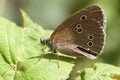 Common ringlet - Coenonympha tullia Royalty Free Stock Photo