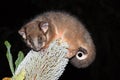 Common Ringtail Possum