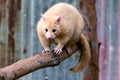 Common ringtail possum full length Royalty Free Stock Photo