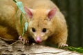 Common ringtail possum portrait female Royalty Free Stock Photo