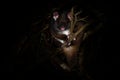 Common Ringtail Possum - Pseudocheirus peregrinus is small nocturnal marsupial living in Australia