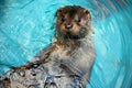 Common river otter swims in a pool of turquoise water Royalty Free Stock Photo