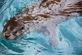 Common river otter swims in a pool of turquoise water Royalty Free Stock Photo