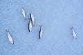 Common roach as ice fishing trophy on surface of a frozen river, popular winter European seasonal outdoor leisure