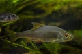 common roach and blurred Eurasian ruffe, scientific research of aggressive species coexistence, captive wild freshwater fish, Royalty Free Stock Photo