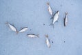 Common roach and bream as ice fishing trophy on surface of a frozen river, popular European seasonal outdoor leisure