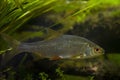 common roach, captive wild freshwater fish side view, biotope European temperate river design aquarium