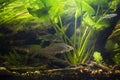 common roach and Eurasian ruffe in European river planted biotope aquarium, wild freshwater omnivore fish, LED Royalty Free Stock Photo