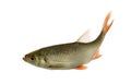 Common roach swimming, Rutilus rutilus, isolated Royalty Free Stock Photo