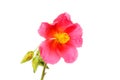 Common rock rose Royalty Free Stock Photo