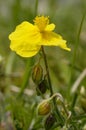 Common Rock-rose Royalty Free Stock Photo