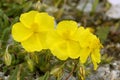 Common Rock-rose Royalty Free Stock Photo