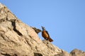 Common Rock Thrush Monticola saxatilis Royalty Free Stock Photo