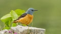 Common Rock Thrush - Monticola saxatilis Royalty Free Stock Photo