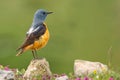 Common Rock Thrush - Monticola saxatilis