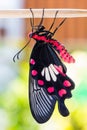 Common rose butterfly