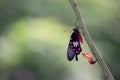 Common rose butterfly hang on green tree Royalty Free Stock Photo