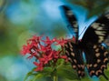 Common Rose Butterfly in Kerala